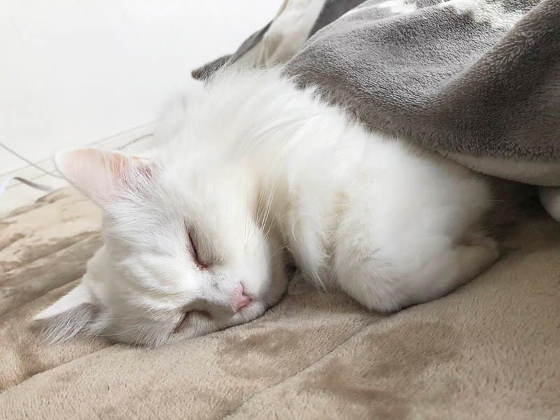どこでもカーペットで眠る猫